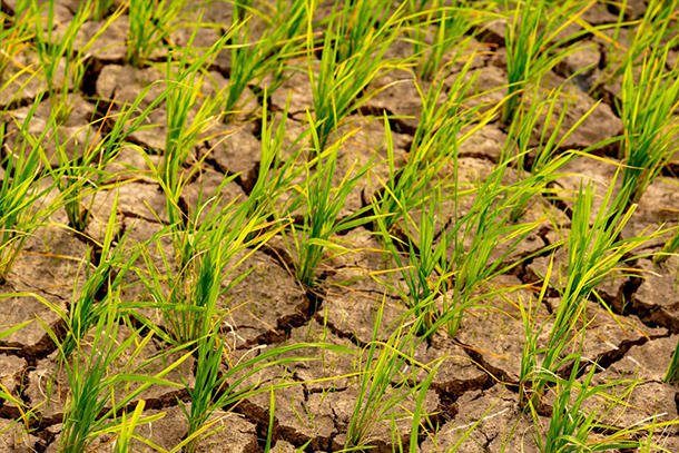 Green plants sprouting out of dry, cracked earth.