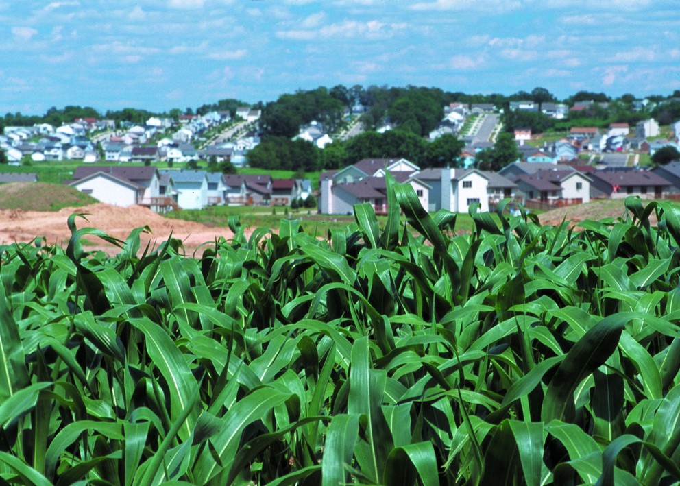 photo of corn plants overlooking a neighborhood 