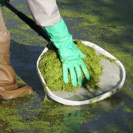 a person wearing rubber gloves and hip waders stands in a pond and uses a net to remove duckweed from the surface