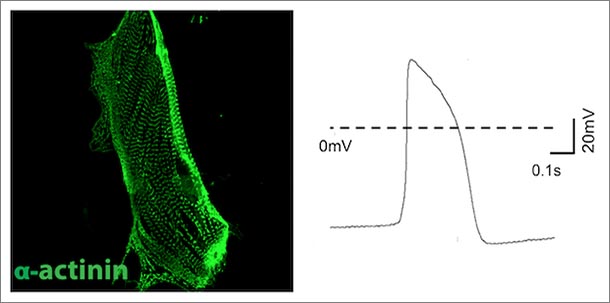 image of cardiac muscle cell next to the electrophysiological characterization of cell