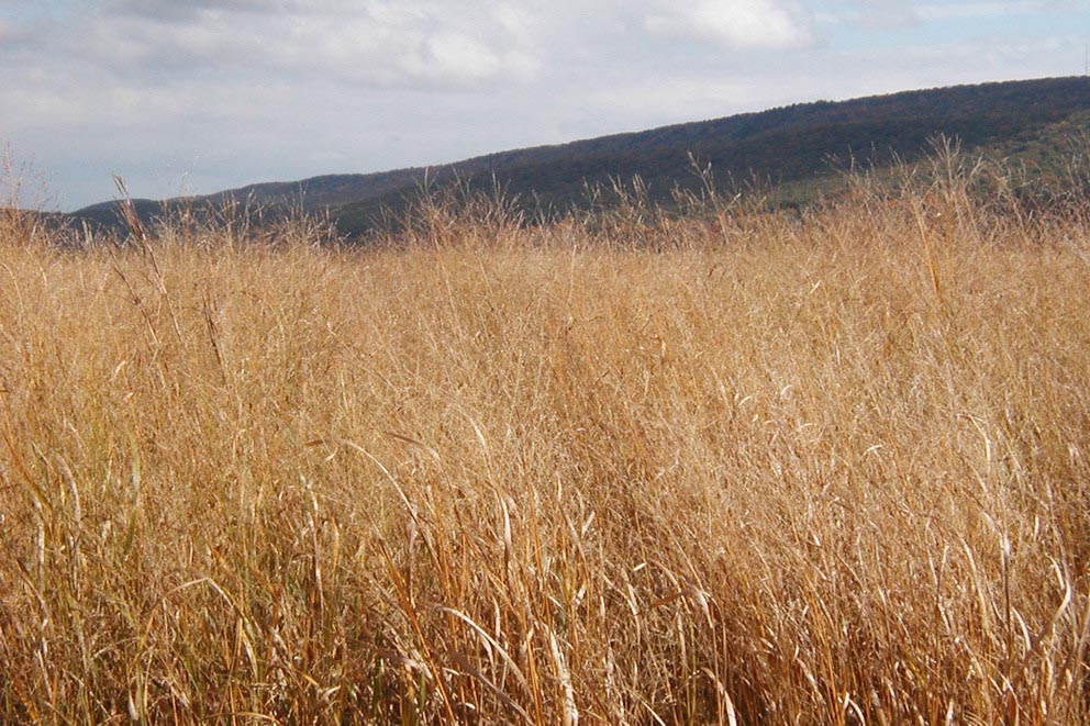 A switchgrass field in Centre County, Pennsylvania