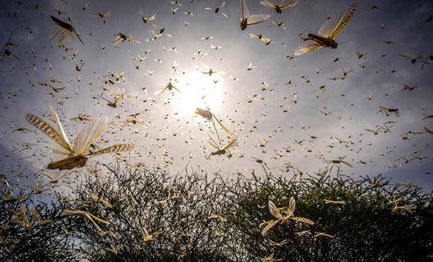 desert locusts in Africa