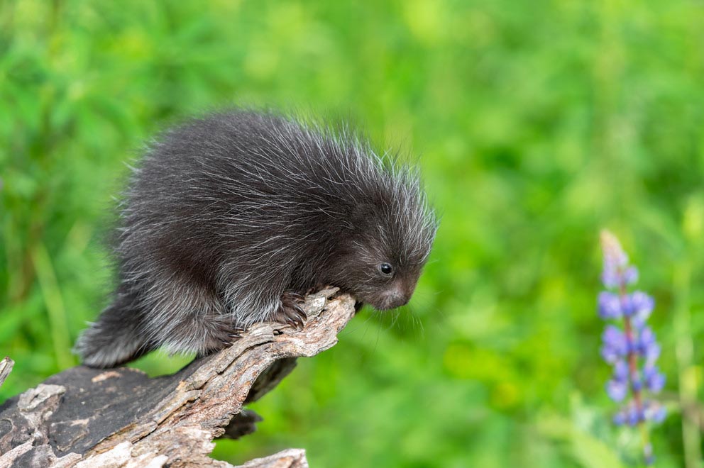 a porcupine balances on the edge of a tree stump