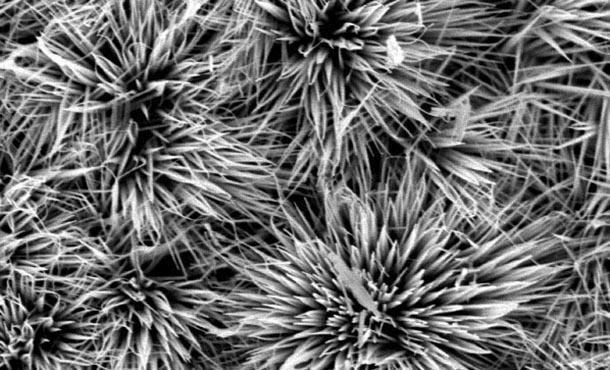 A black and white microscopic image of blooming lines.