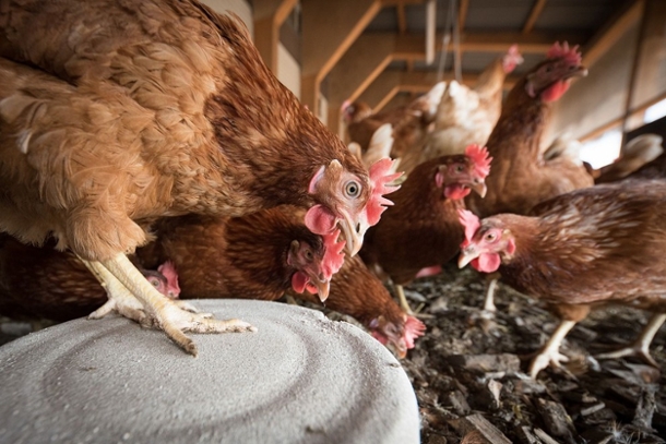 image of chickens in poultry house