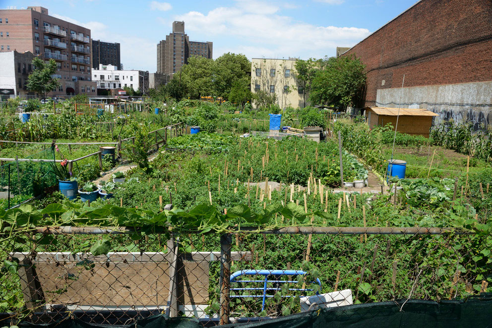 urban community food growing plots