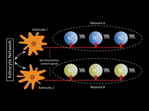 graphic of astrocyte network.