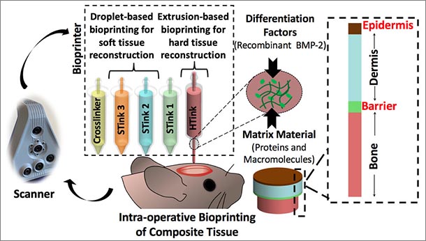 schematic showing bioprinting of skin and bone, a rat cartoon with a defect on its head is bioprinted with one bone and 4 skin inks creating bone and skin layers