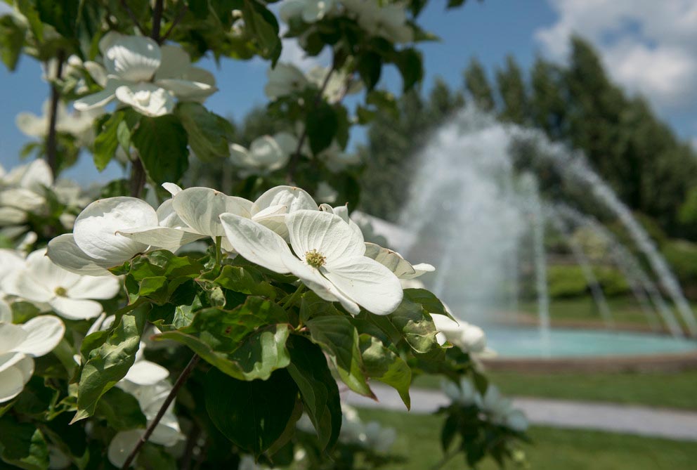 close-up of dogwood tree in bloom with large water fountain in the background