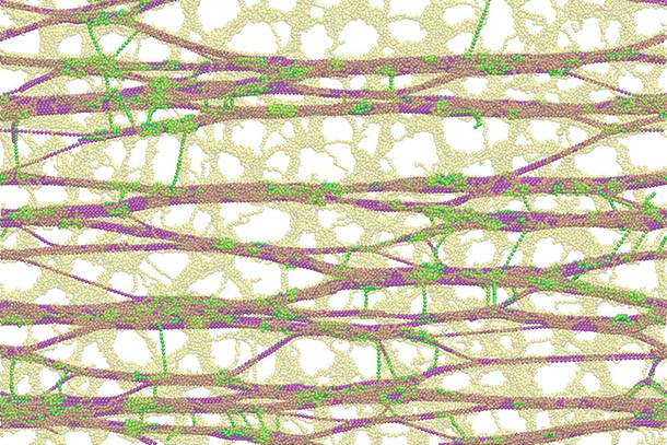 illustration of plant cell wall components as filaments