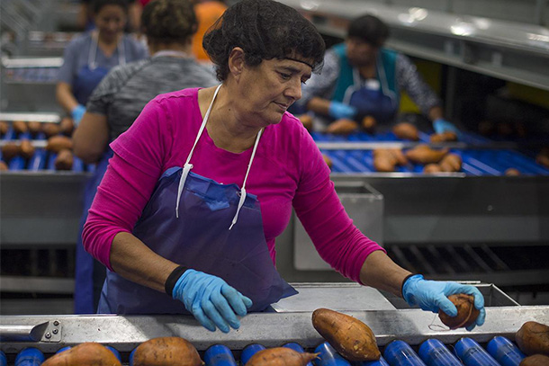 A person wearing an apron sorts sweet potatoes on a conveyor line