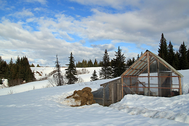 Rural Alaskan greenhouse and chicken coop surrounded by snow with blue sky and clouds.
