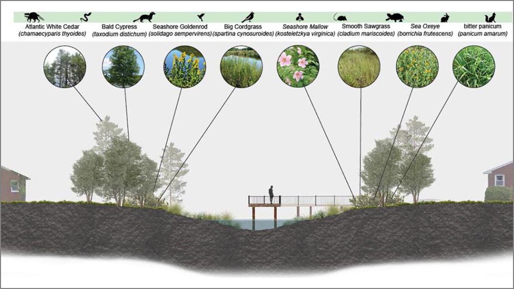 graphic showing green infrastructure and habitat occupying the space of former drainage ditches in Hampton Virginia