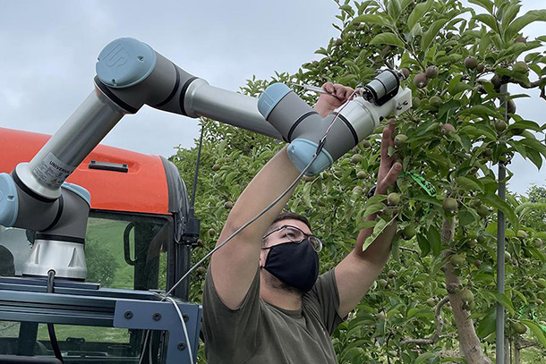 man using robotic machine to remove green apple from tree