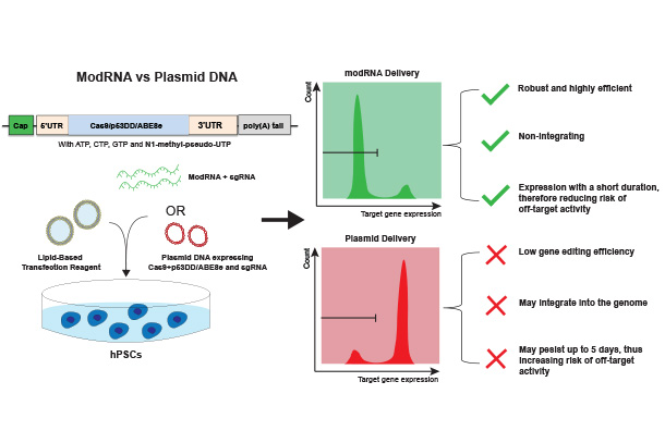 graphical abstract of crispr stem delivery effectiveness