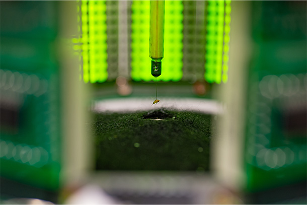 A fruit fly suspended by a pin is surrounded by a green ring of lights