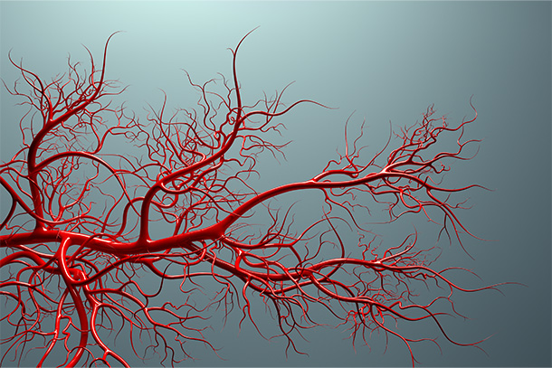 illustration of blood vessels branching out