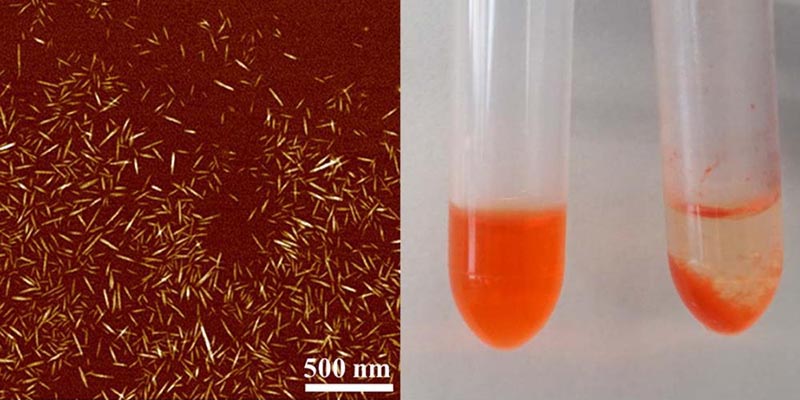 On the left is an image of specialized hairy cellulose nanocrystals. On the right is a picture of two test tubes with blood serum mixed with a chemotherapy drug.