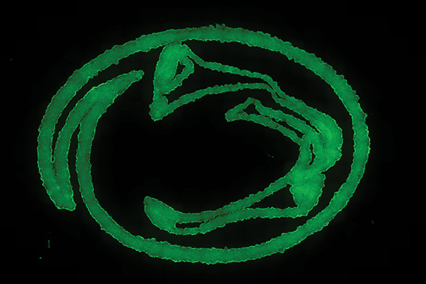 An image of the the Nittany lion in green ink on a black background.