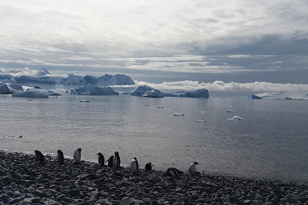 penguins on rocky shore in Antarctica with icebergs in background