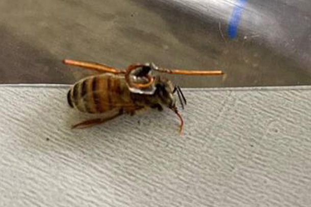 closeup of honeybee with metal transponder on its back