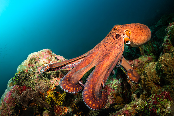 orange octopus sits atop coral in dark blue ocean