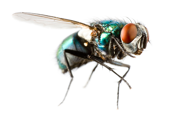Extreme close-up of housefly with green body and orange eyes