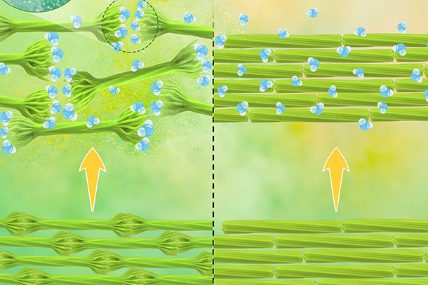 A bright green, yellow and blue graphic representation of cellulose nanocrystals as they dry and attach at their hairy ends
