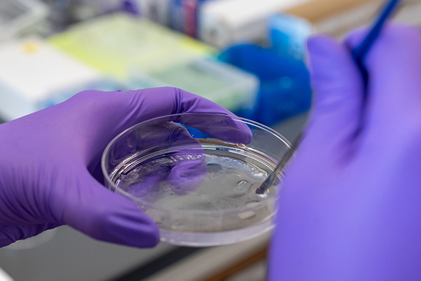 researcher stirs buffer solution amidst hydrogel in petri dish