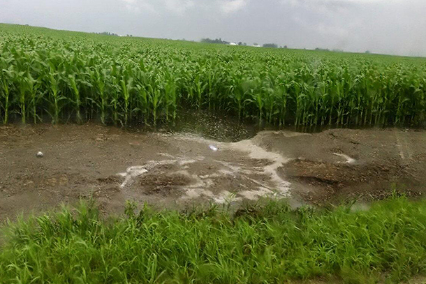 a corn field with signs of erosion.