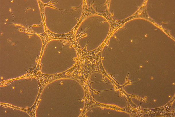 image of cell structure in dish under a microscope