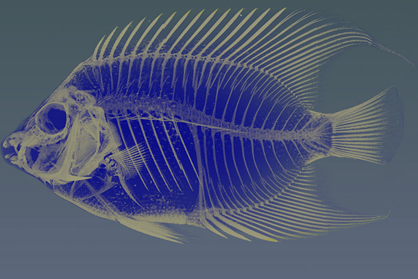 x-ray image of a fish.