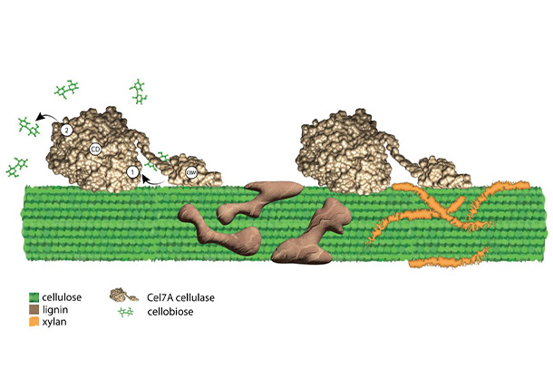 3D rendering of cellulose, showing cellulase enzymes, lignin, and xylan.