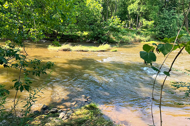 Photo of trees and stream. 