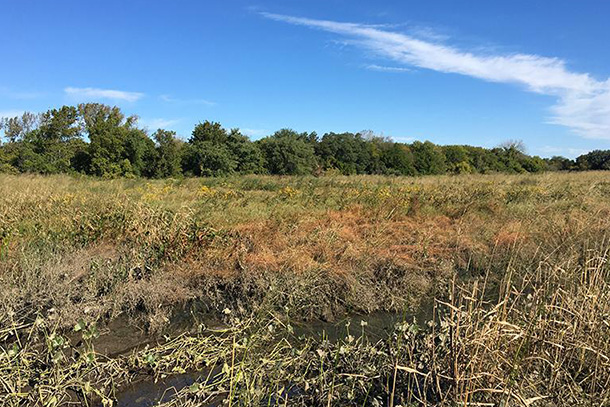 a photo of a wetland field.