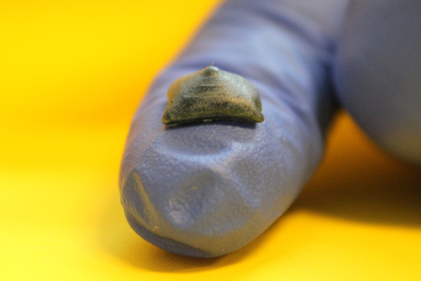  A small amount of material rest on the pad of a finger in a blue glove.