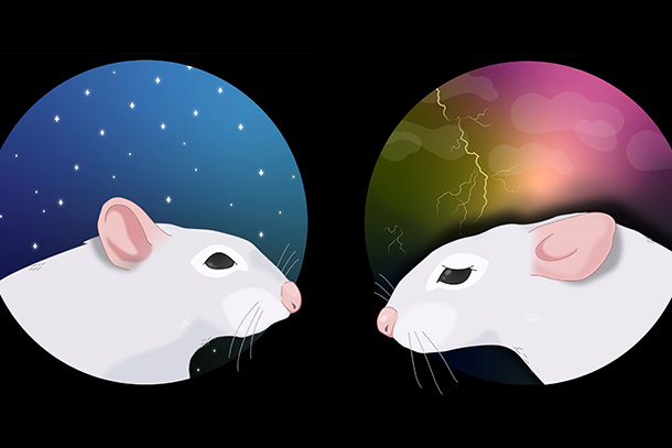 A graphic illustration of two mice.