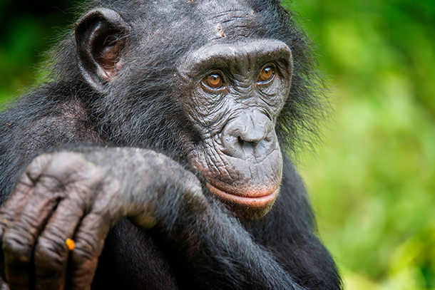 Close up of an adult bonobo
