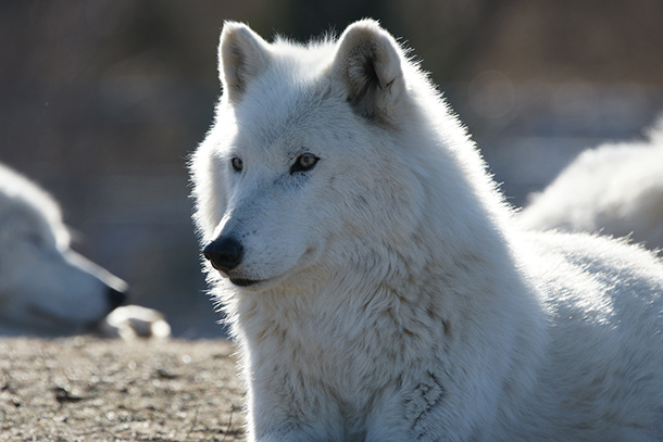  Stock image of a wolf looking at the camera.