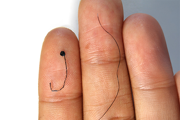  Hairlike EEG electrode next to a strand of hair 