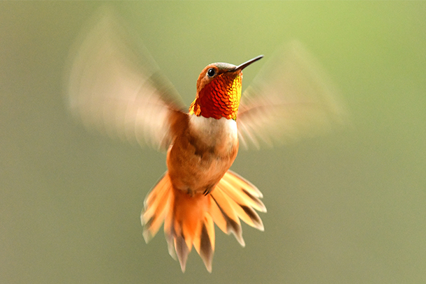 A hummingbird that is primarily orange, red, and yellow rapidly moves its wings.
