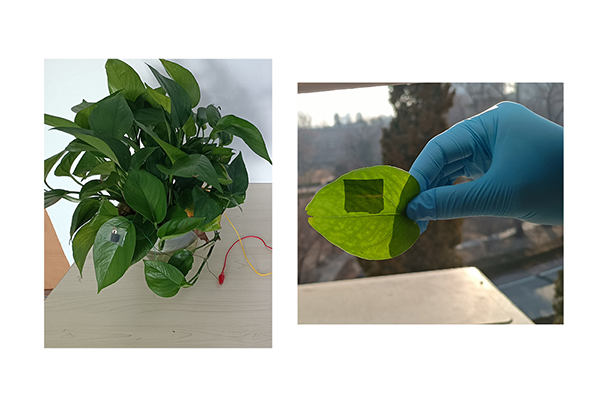 A houseplant, left, with a sensor and wires applied to one of its leaves. At right, a close-up of a sensor is seen on a single plant leaf.